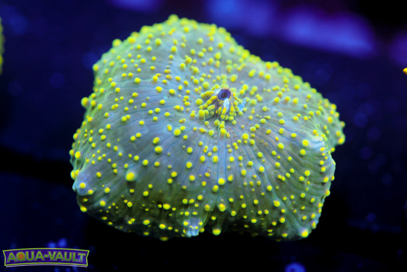 Green Pea Interstellar Mushroom 1