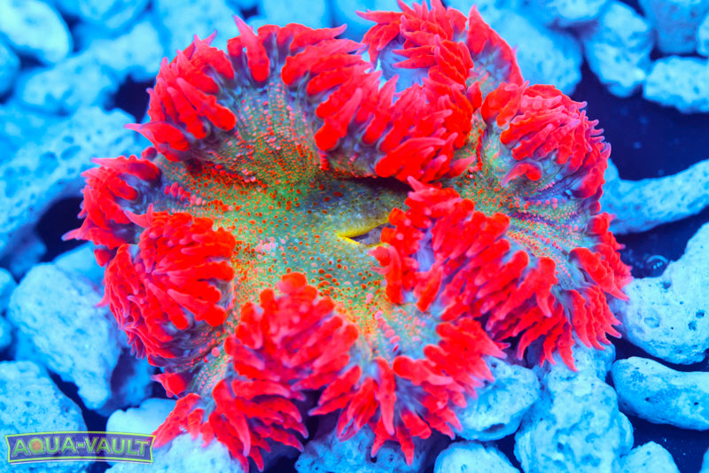 Ultra Rainbow XL Rock Flower