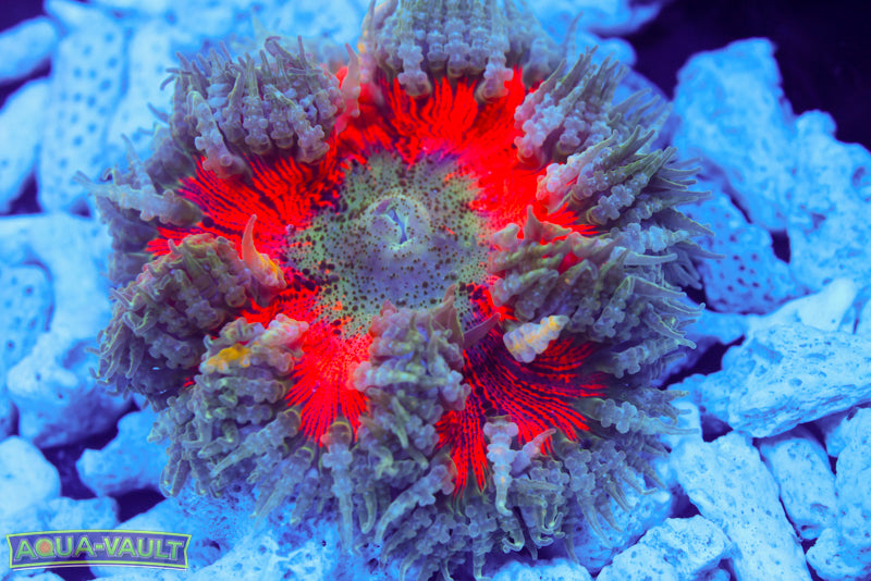 Lovers XL Rock Flower