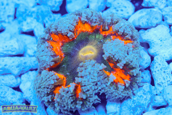 Burning Sunrise XL Rock Flower