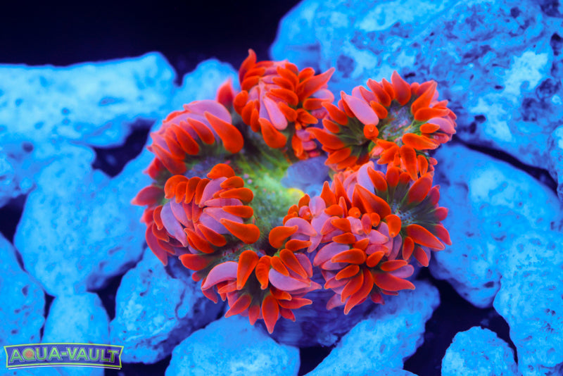 Candy Rainbow XL Rock Flower