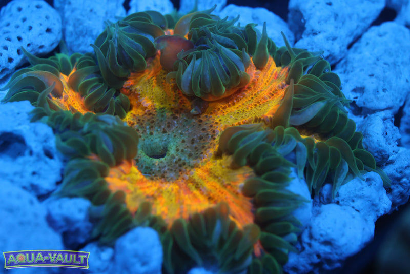 Master Rainbow XL Rock Flower