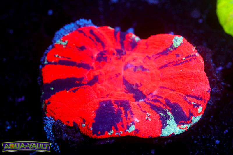 Reverse War Paint Scoly