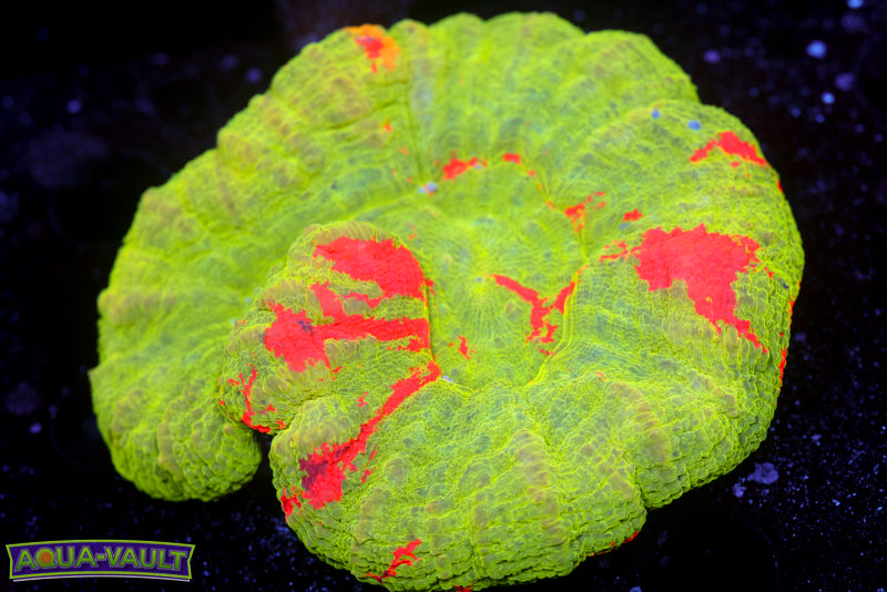 Bleeding Apple Scoly