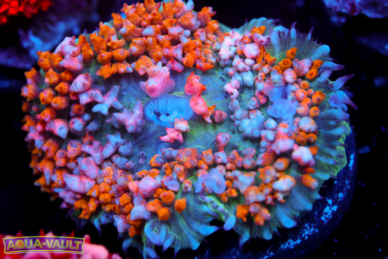 Bubblegun Bounce Mushroom