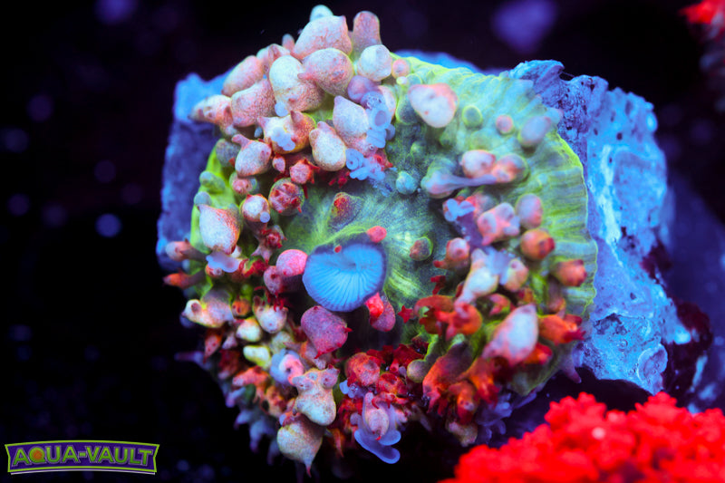 Ultra Agglomeration Mushroom (rare)