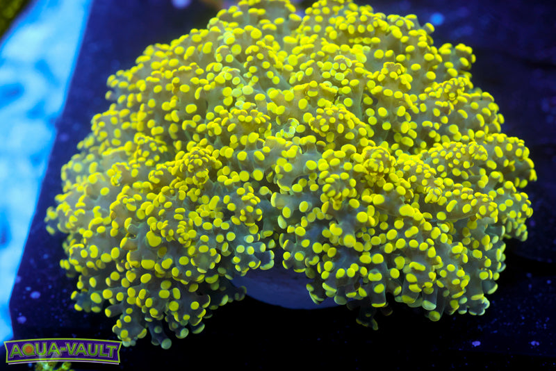 XL Yellow Octospawn 1