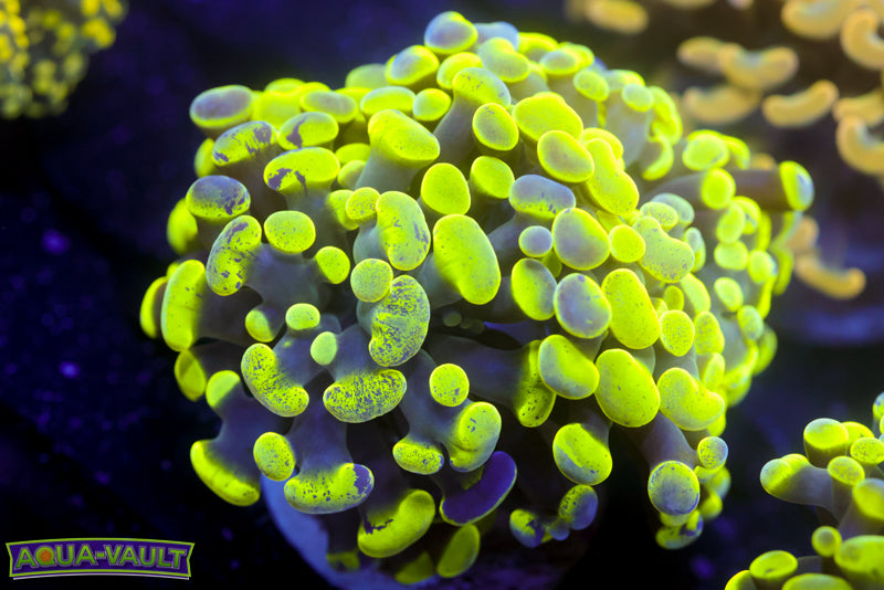 Toxic Splatter Hammer 1