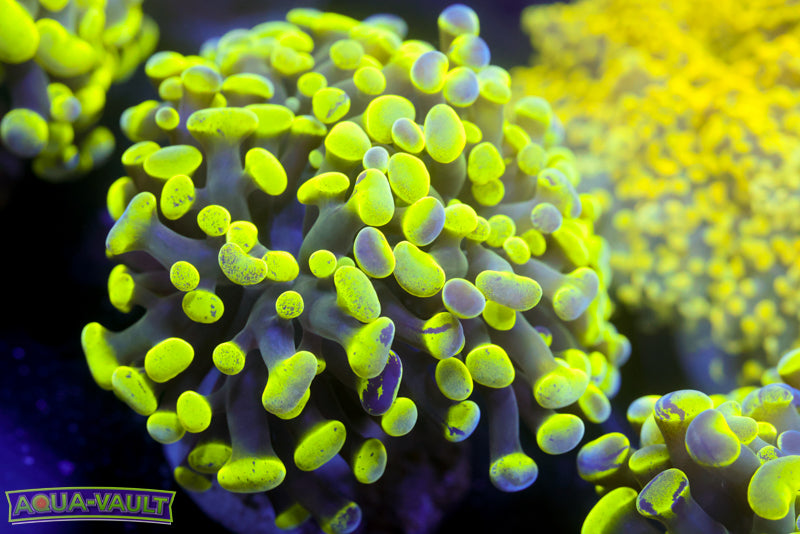 Toxic Splatter Hammer 2