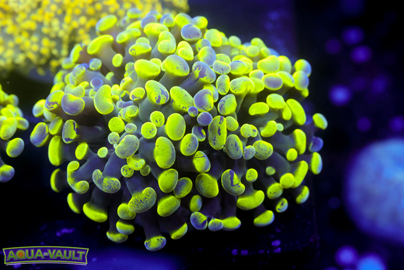 Toxic Splatter Hammer 3