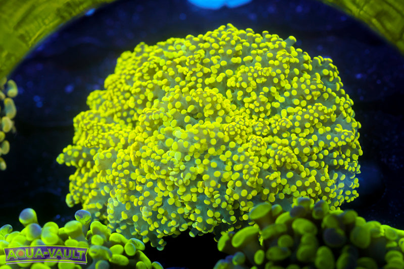 XL Yellow Octospawn 2