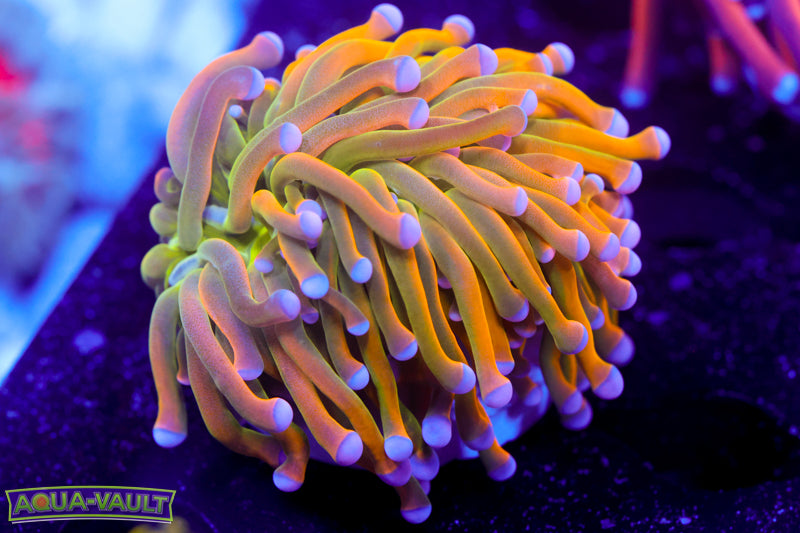 Ultra Malaysian Banana Torch