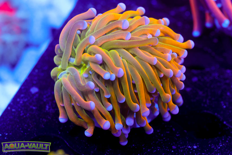 Ultra Malaysian Banana Torch