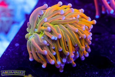 Ultra Malaysian Banana Torch