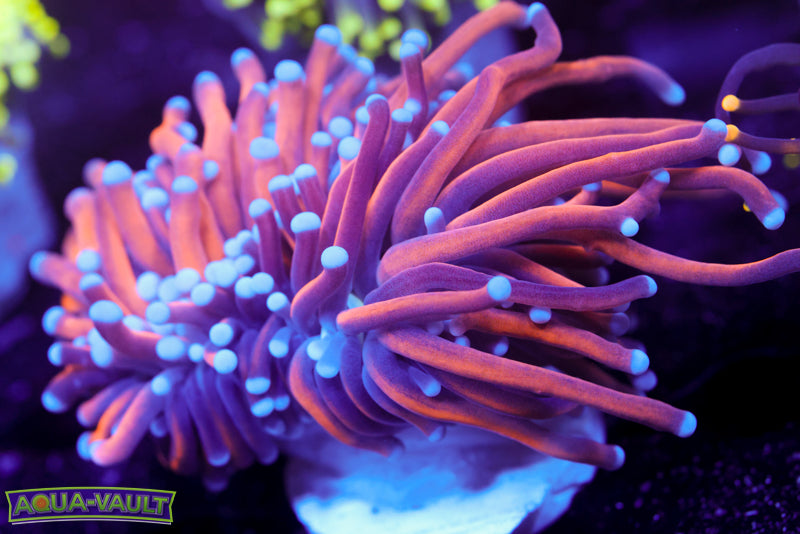 Black Panther Torch 1