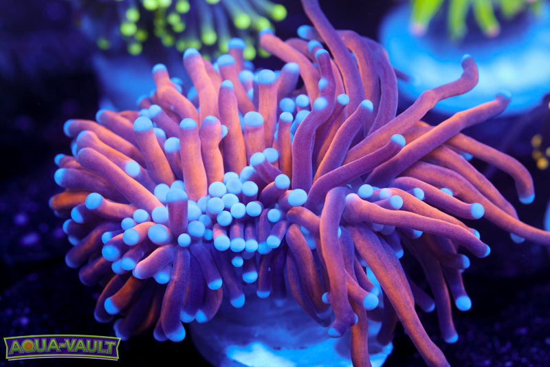 Black Panther Torch 2