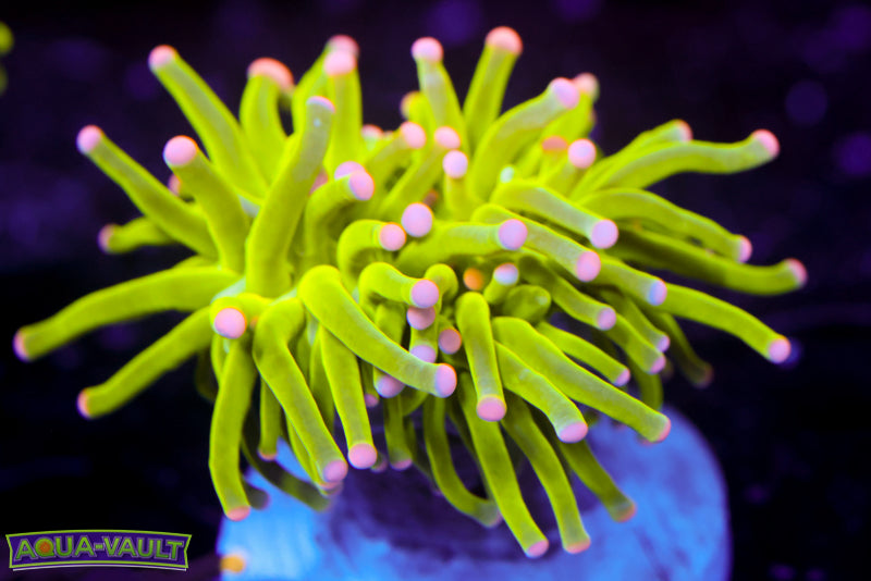 Rare Malaysian Pink Tip Torch