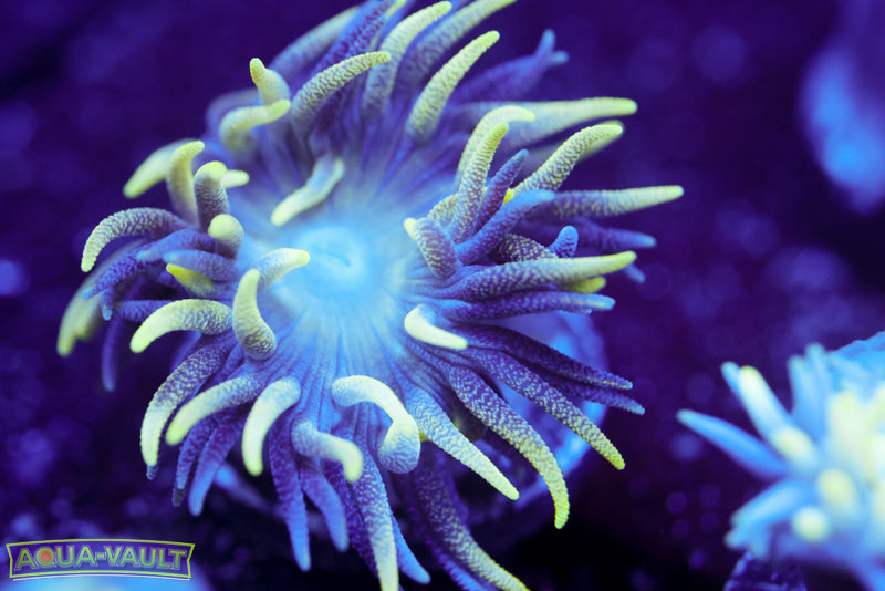 Branching Duncan Coral 1