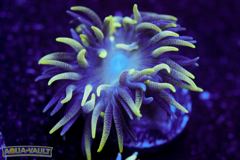 Branching Duncan Coral 3