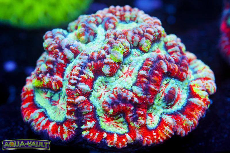 Splatter Paint Wilsoni