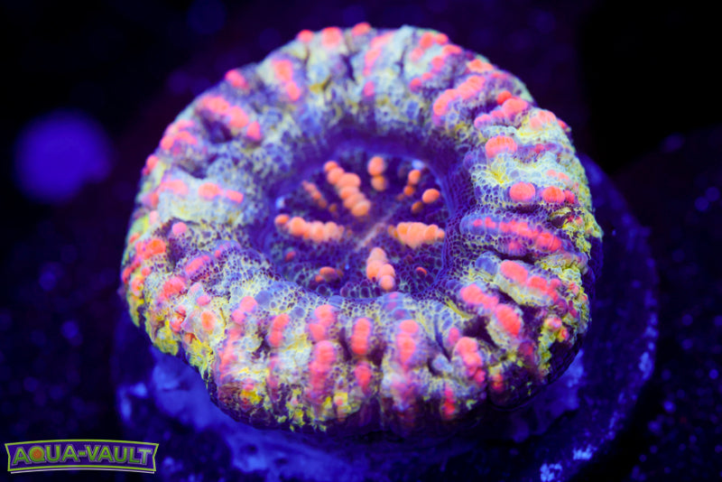 Ultra Pinky Button Scoly 1