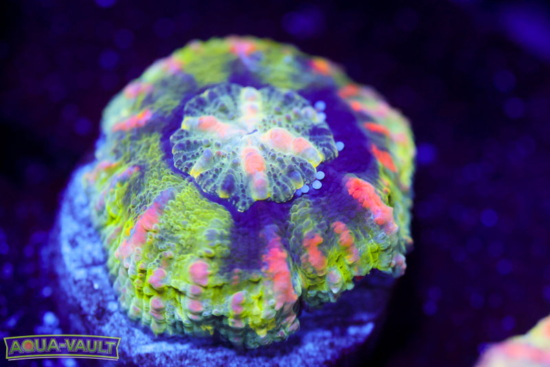 Green Streak Button Scoly 2