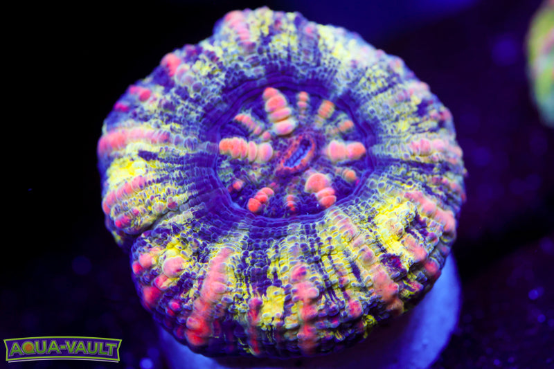 Ultra Splatter Tart Button Scoly 3