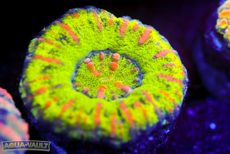 Green Team Button Scoly 5