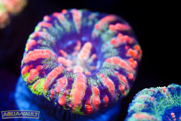 Masterpiece Button Scoly 7