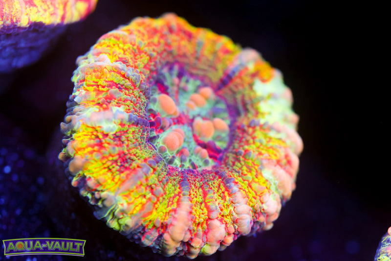 Master Sunbeam Button Scoly 9