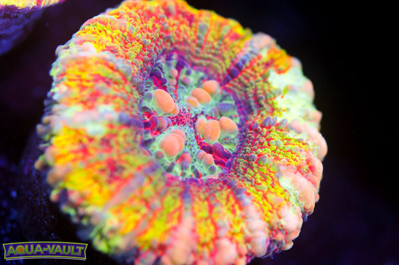 Master Sunbeam Button Scoly 9