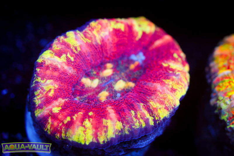 Master Splatter Button Scoly 10