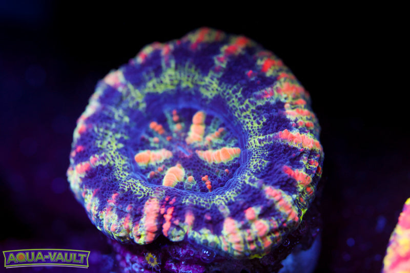 Pink Streak Button Scoly 11