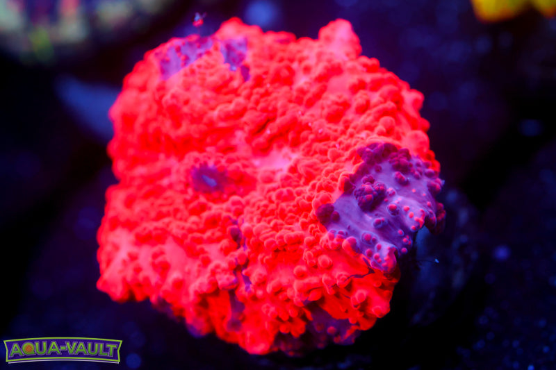 Deadpool Eclectus Mushroom