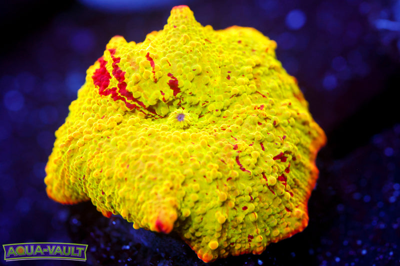 Jawbreaker Eclectus Mushroom