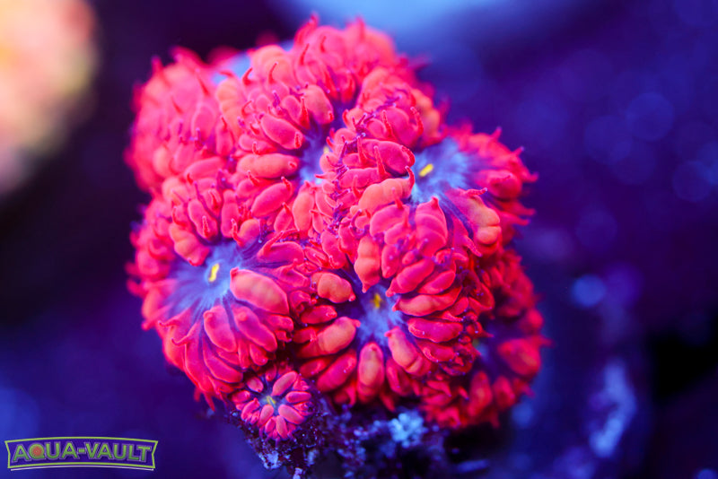 Superman Blasto Merletti 4