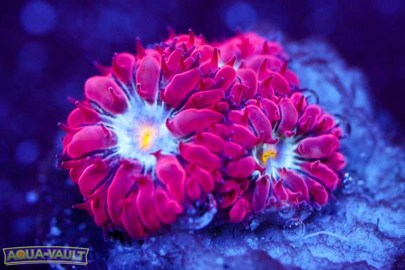 Blue Raven Blasto Merletti 4