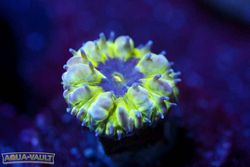 Master PPE Blasto Merletti 3