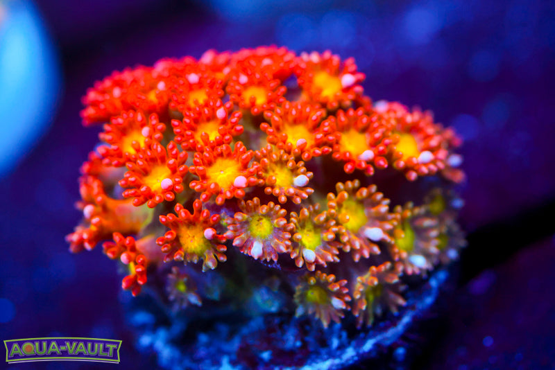 TCK Oddball Micro Goni 1