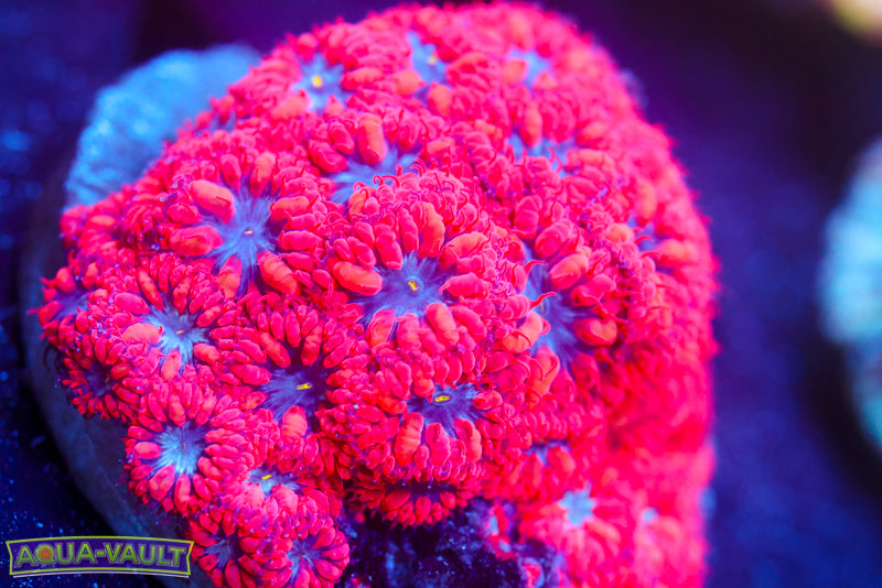 Superman Blasto Merletti Large Colony