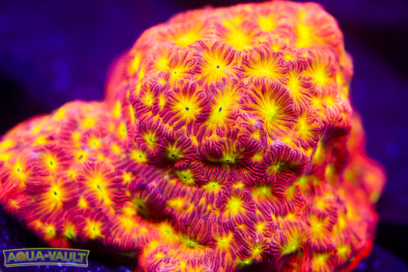 Jack o' Lantern Lepto Colony