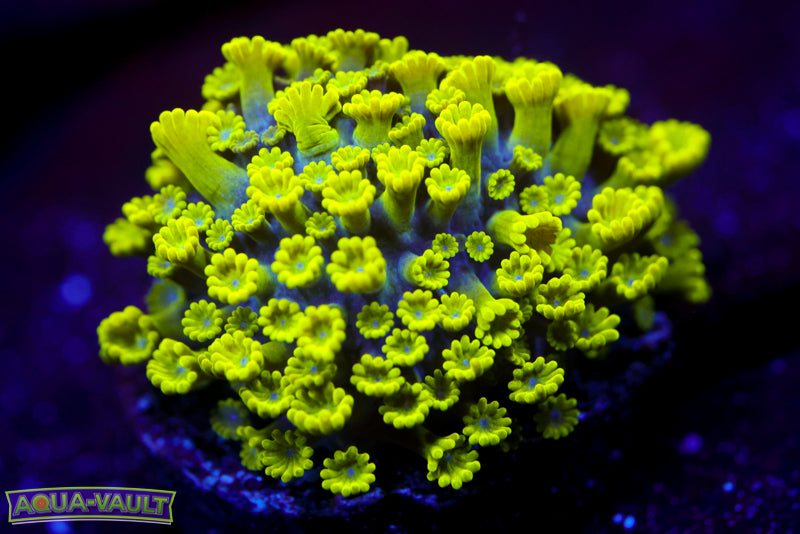 CV Grouch Micro Alveopora 1