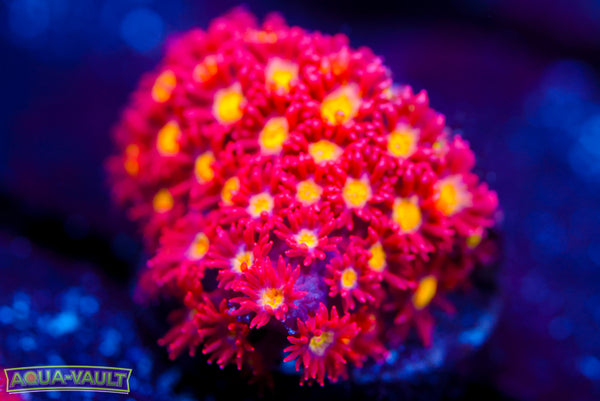 Combustion Micro Goni 1