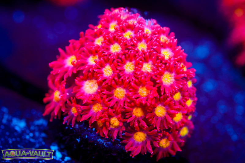 Combustion Micro Goni 2