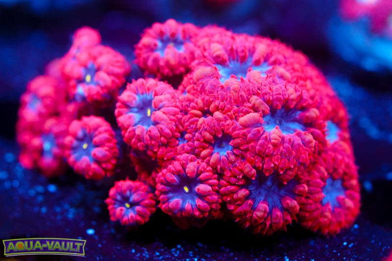 Superman Blasto Merletti Mini Colony