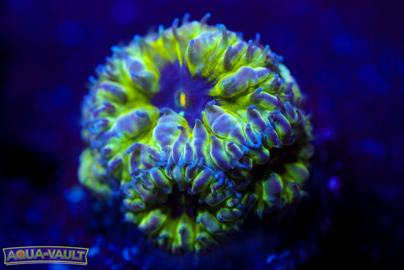 Master PPE Blasto Merletti 4