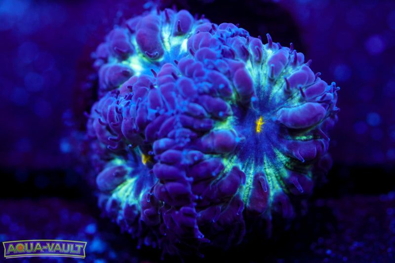 Black Raven Blasto Merletti 5