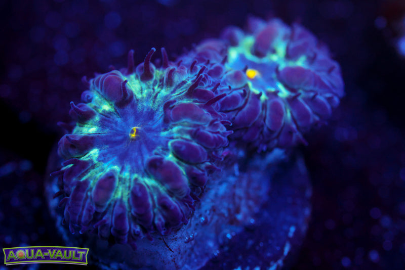 Black Raven Blasto Merletti 6