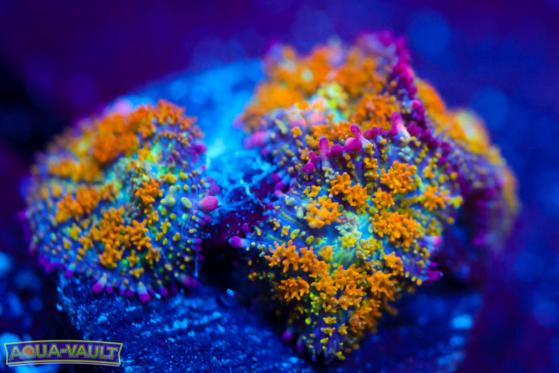 OG Gonzo's Gold Dragon Bounce Mushroom Colony