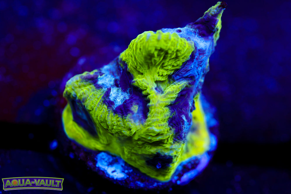 Court Jester Platygyra 1